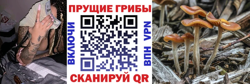купить   Луховицы  Галлюциногенные грибы Magic Shrooms 